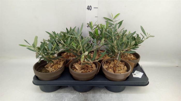 <h4>Arr.   Tuinplanten L%</h4>