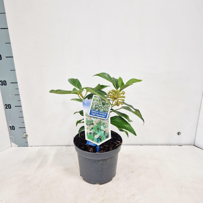 <h4>Hedera colchica 'Fall Favourite'</h4>