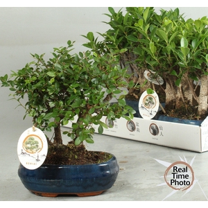 BONSAI GEM