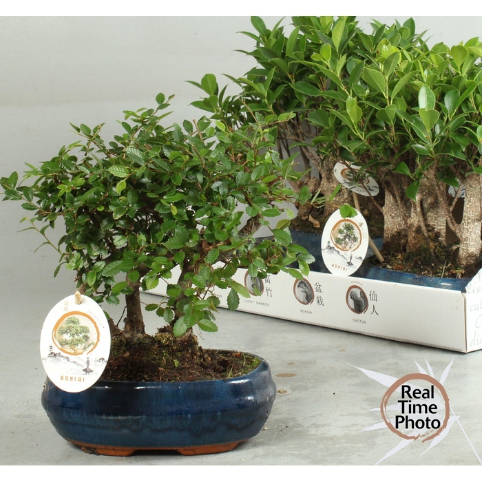 <h4>BONSAI GEM</h4>