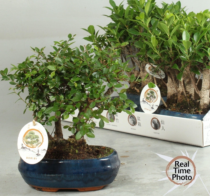 BONSAI GEM