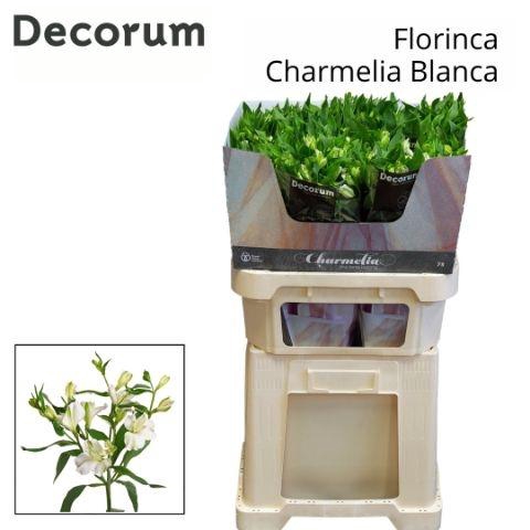 Alstr Fl Charmelia Blanca