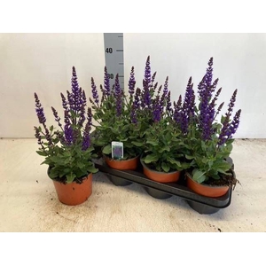SALVIA NE SE DP BLUE