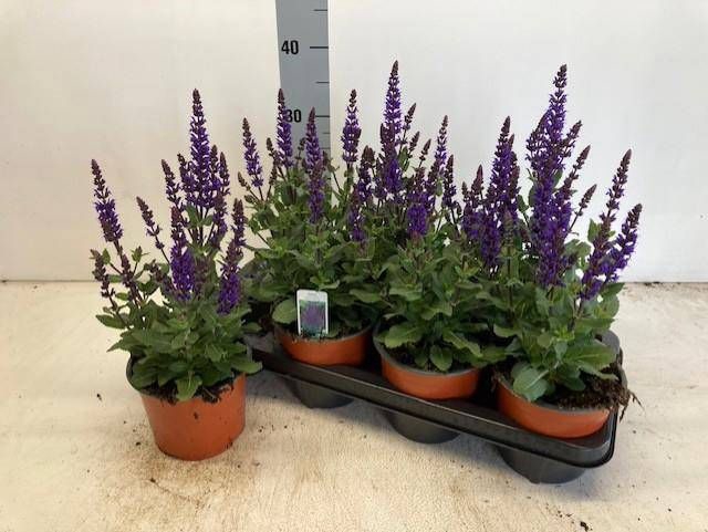 <h4>SALVIA NE SE DP BLUE</h4>