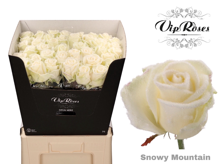 <h4>R GR SNOWY MOUNTAIN AVALANCHE L80cm</h4>