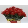 Nutans Ayoba Red