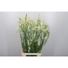 Nerine Like a Virgin Artistiek