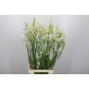Nerine Like a Virgin Artistiek