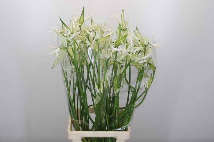 <h4>Nerine Like a Virgin Artistiek</h4>