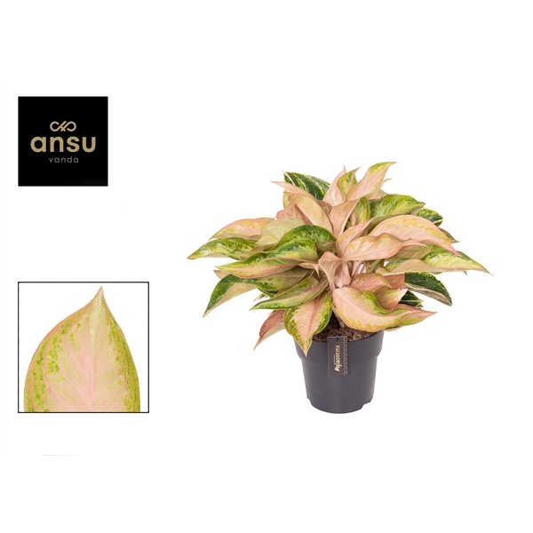 <h4>Aglaonema Guave Pink</h4>