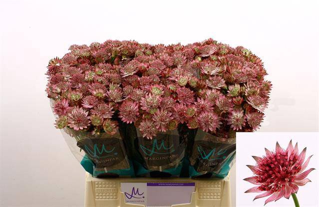 <h4>ASTRANTIA ROMA</h4>