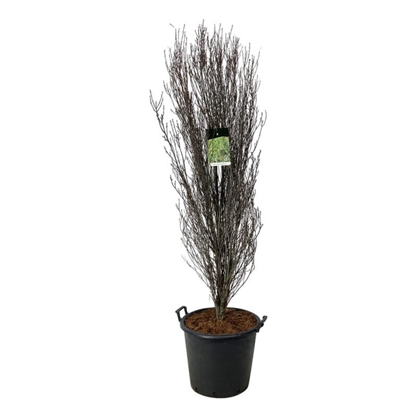 <h4>Frangula alnus Fine Line ®</h4>