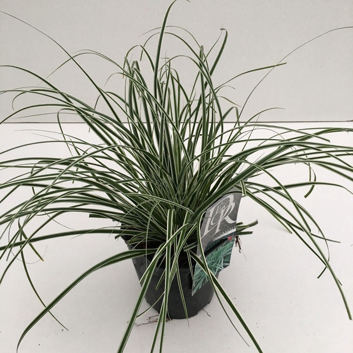 Carex oshimensis Everest
