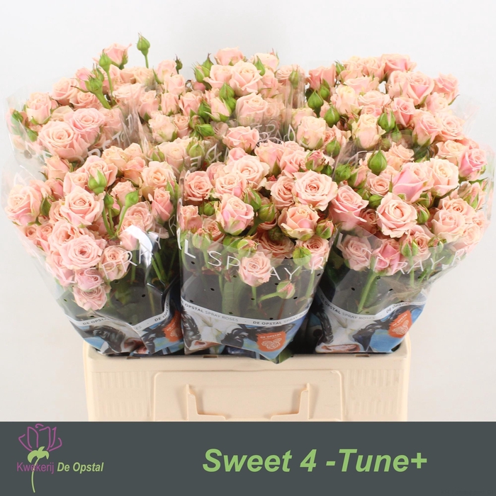 <h4>R tr Sweet 4-Tune+</h4>