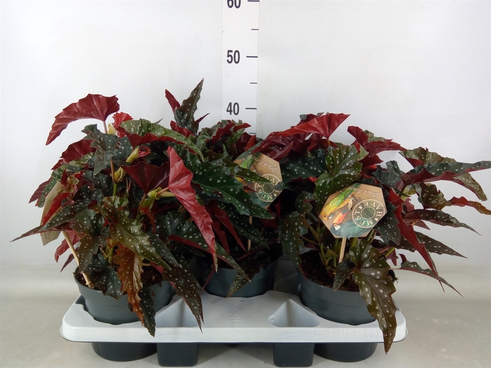 <h4>Begonia BD mac. 'Black Forest'</h4>
