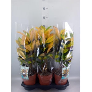 Codiaeum var. KL 'Mrs Iceton'