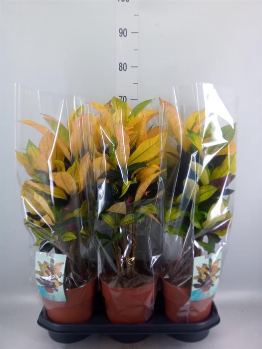 <h4>Codiaeum var. KL 'Mrs Iceton'</h4>