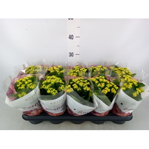 Kalanchoe blos. 'RosDon Amaril'