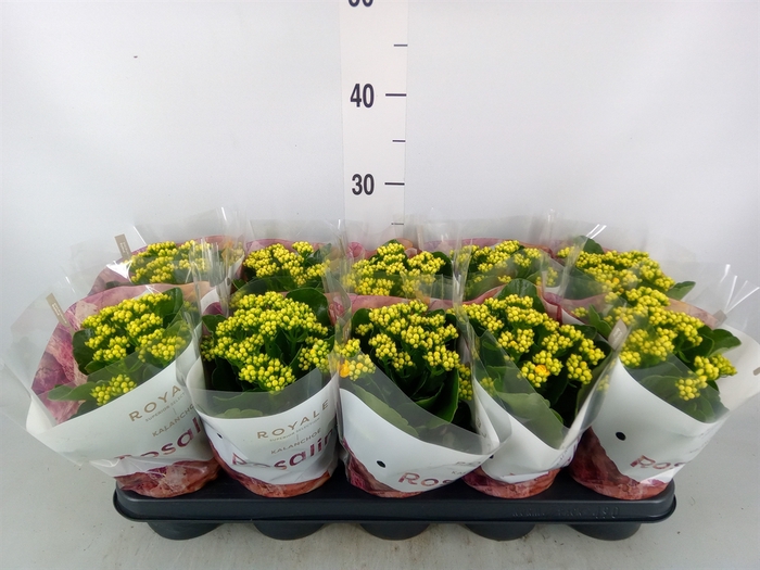 <h4>Kalanchoe blos. 'RosDon Amaril'</h4>