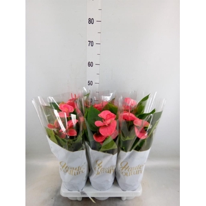 Anthurium andr. 'Sweet Dream'