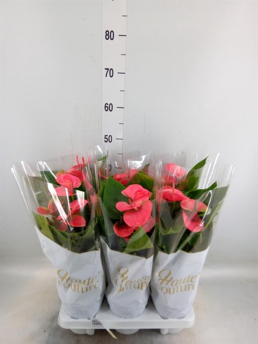 <h4>Anthurium andr. 'Sweet Dream'</h4>