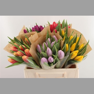 Boeket Tulp In Zak (mix)