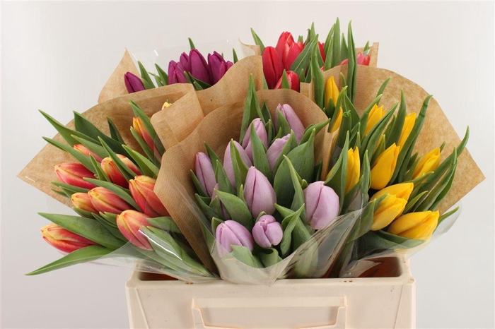 <h4>Boeket Tulp In Zak (mix)</h4>