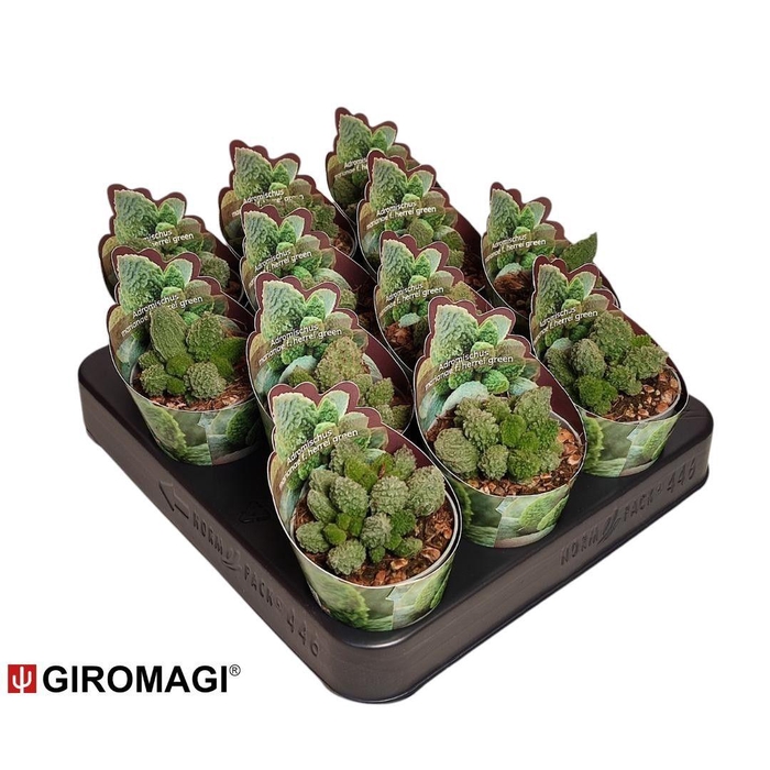 <h4>Adromischus Marianae F. Herrei Green Potcover</h4>