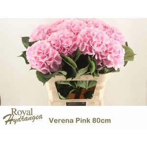 HYDR M CH VERENA