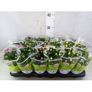 Chrysanthemum   ..mix 5