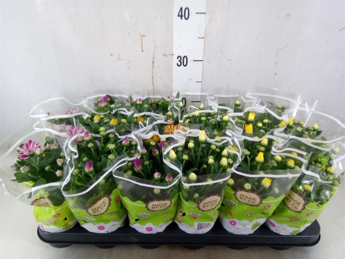 <h4>Chrysanthemum   ..mix 5</h4>