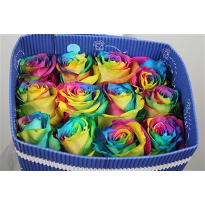 R Gr Rainbow Ec