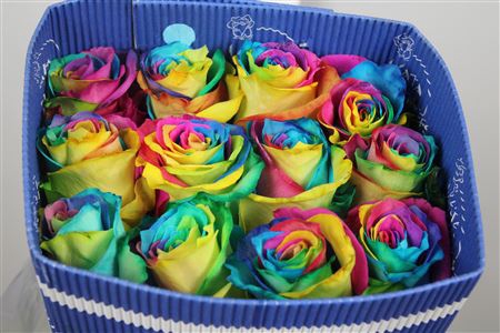 <h4>R Gr Rainbow Ec</h4>