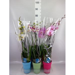Phalaenopsis   ...mix  5