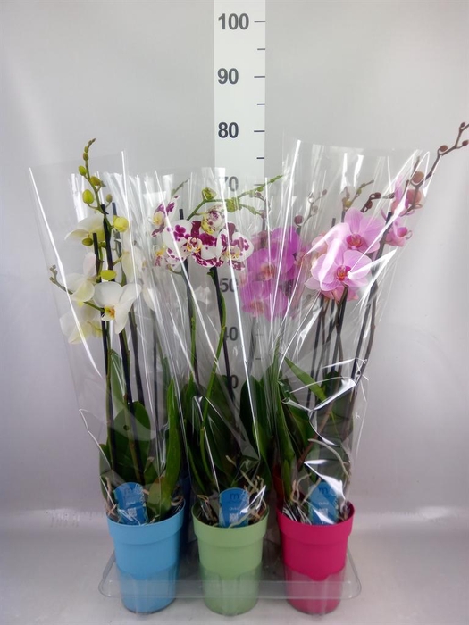 <h4>Phalaenopsis   ...mix  5</h4>