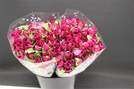 <h4>Cloni X Sherry X100</h4>