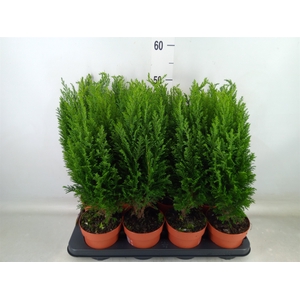 Chamaecyparis laws. 'Ellwoodii'