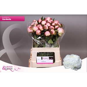 Paeonia Gardenia | Heavy Quality