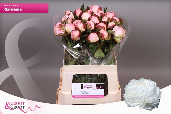 <h4>Paeonia Gardenia | Heavy Quality</h4>