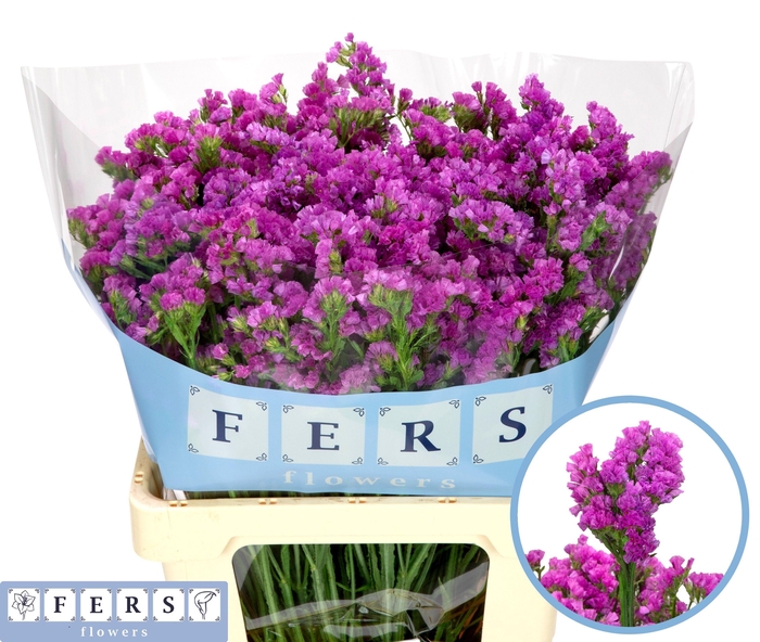 <h4>LIM S RASPB WINGS</h4>