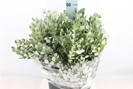 <h4>Pitto Ralphii 400 Gram</h4>