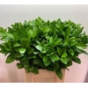 Ruscus