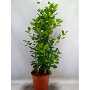 Ficus microcarpa 'Moclame'