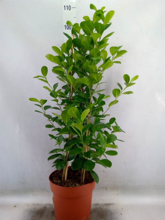 <h4>Ficus microcarpa 'Moclame'</h4>