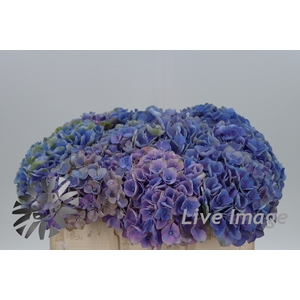 Hydrangea mag opal milka