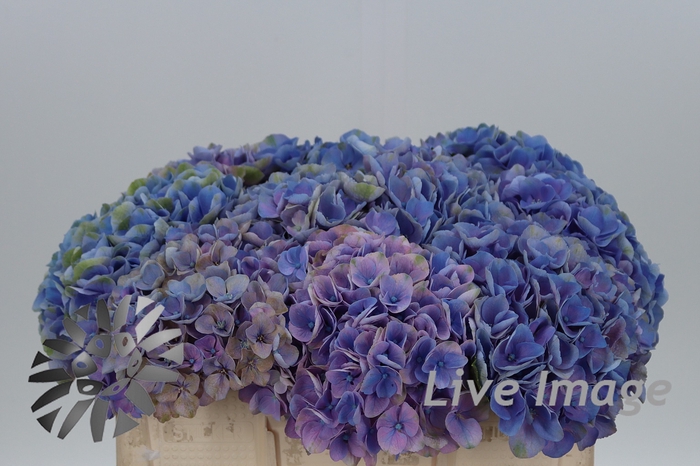 <h4>Hydrangea mag opal milka</h4>