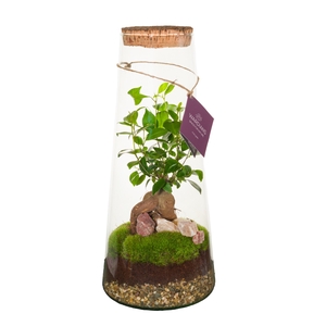 Wardians Terrarium - Triton large