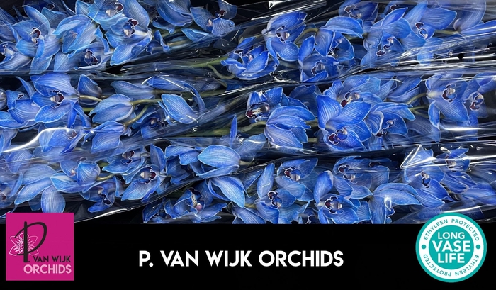 <h4>CYMB T KLB H%</h4>