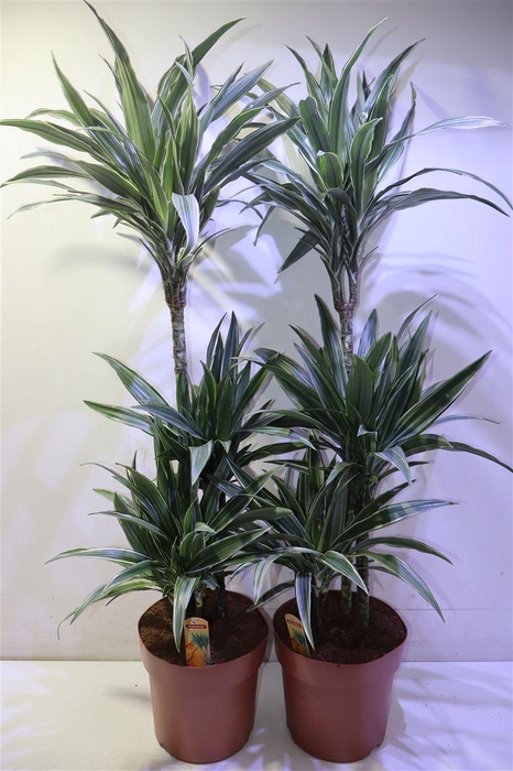 <h4>arr8 Dra De Warneckei</h4>