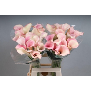 Zantedeschia captain rosette